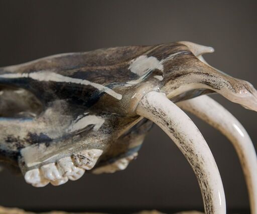 Skeletal Series Siberian Musk Deer Details